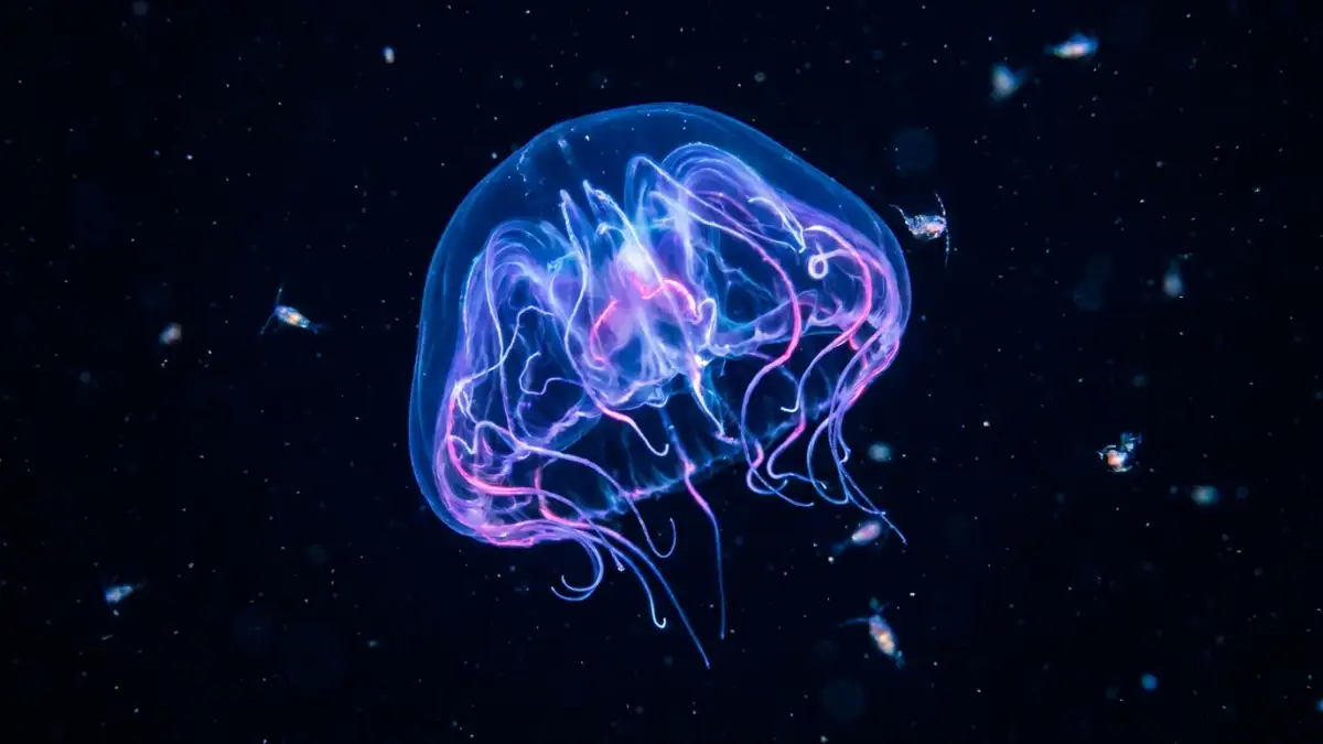 Bioluminescent Jellyfish